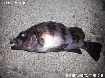 めばる