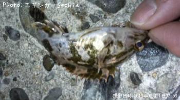 タケノコメバル