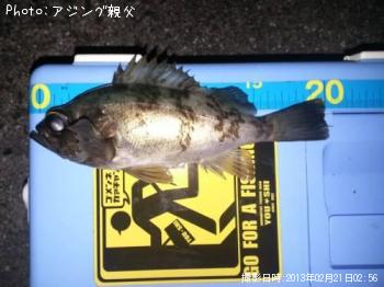 メバル
