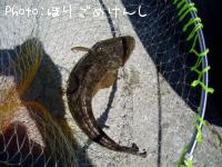 マゴチ