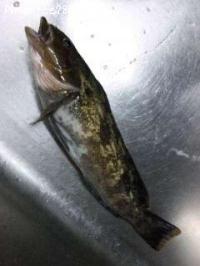 ʥ
