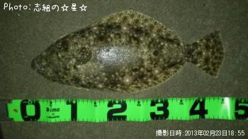 ヒラメ