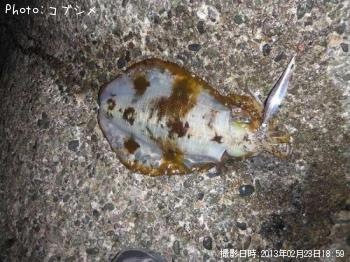 アオリイカ