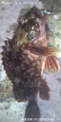 カサゴ
