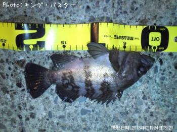 メバル