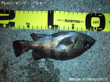 メバル