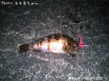 メバル
