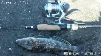 アイナメ