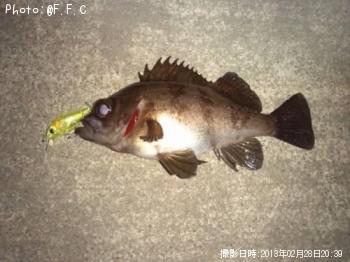 メバル