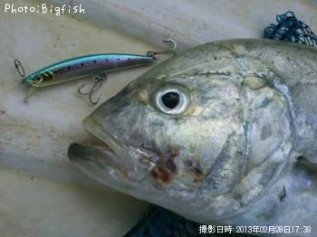 ˥ҥ饢