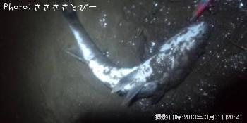 シーバス