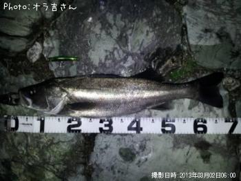 シーバス