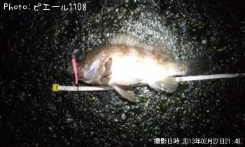 メバル