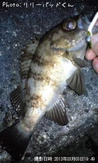 メバルんるん♪