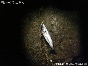 シーバス