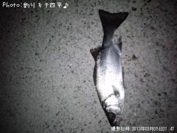 セイゴ
