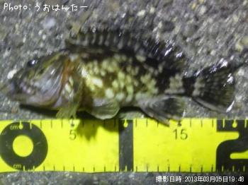 カサゴ