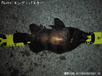 メバル
