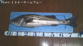 シーバス