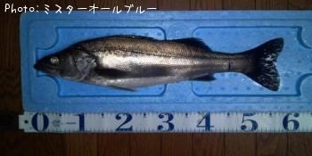 シーバス