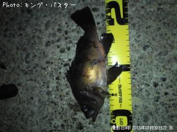 メバル