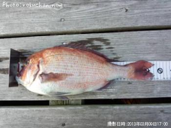 真鯛