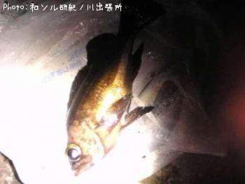 メバル