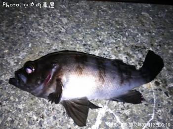 メバル