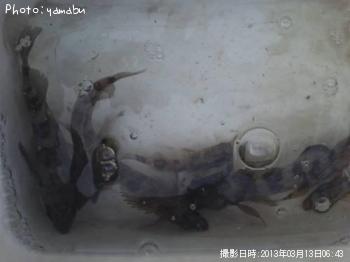 メバル・タケノコメバル