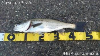 シーバス