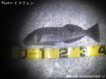 アイナメ