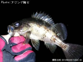 メバル