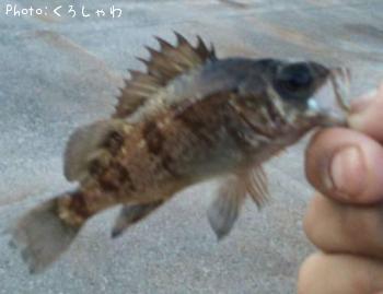 メバル