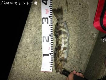 アイナメ