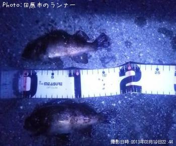 メバル