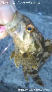 タケノコメバル