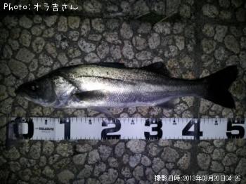 シーバス