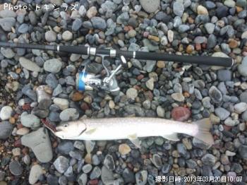 海アメマス