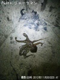 タコ
