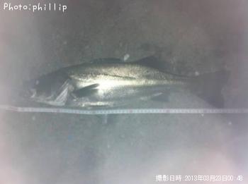 シーバス