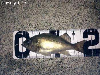 メバル