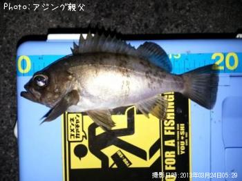 メバル