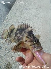 饽