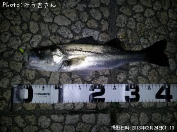 シーバス
