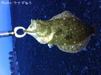 ヒラメ