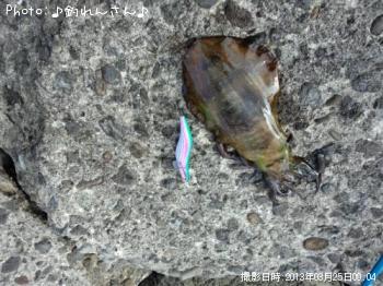 水烏賊