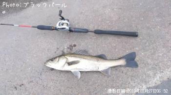 シーバス
