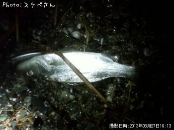 シーバス