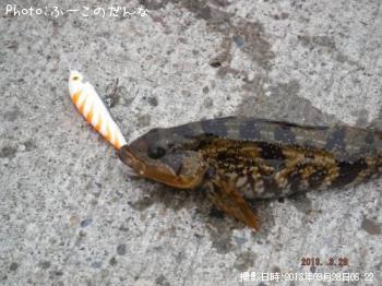 クジメ