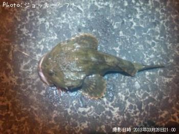 カジカ